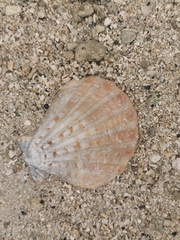 Mollusca