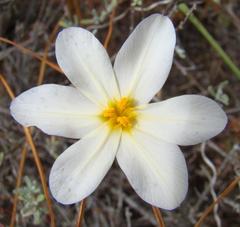 Moraea radians