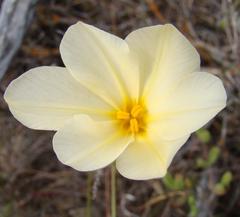 Moraea radians
