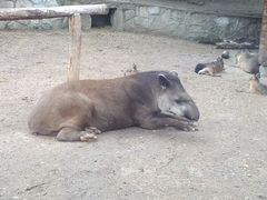 Tapirus