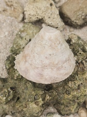 Mollusca