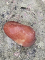 Mollusca