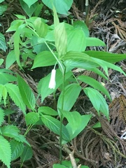 Disporum sessile