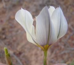 Moraea radians