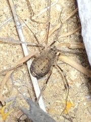 Eumesosoma