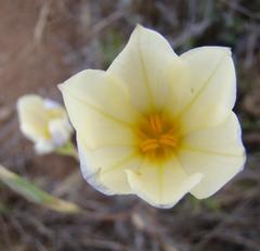 Moraea radians