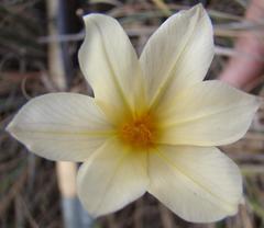 Moraea radians