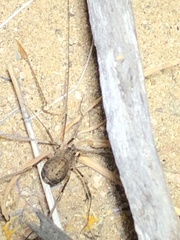 Eumesosoma