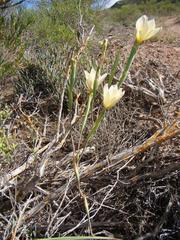 Moraea radians