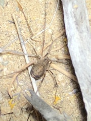 Eumesosoma