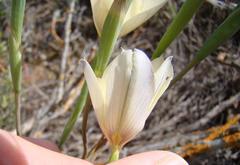 Moraea radians