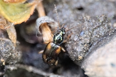 Bembidion quadrimaculatum