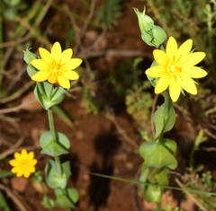 Blackstonia perfoliata