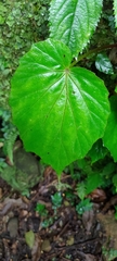Begonia hirtella