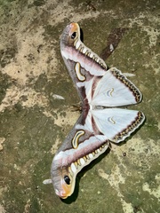 Epiphora albidus