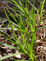 Carex montana