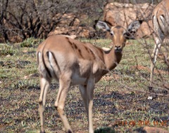 Aepyceros melampus melampus