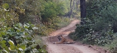 Panthera tigris tigris