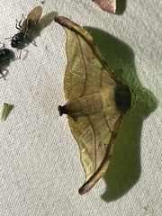 Plegapteryx subsplendens
