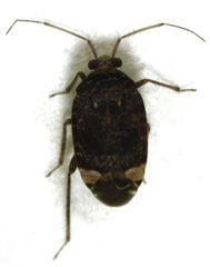 Wekamiris auropilosus