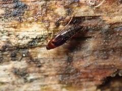 Tachyporus nitidulus