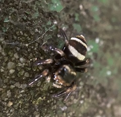 Ptocasius