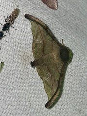 Plegapteryx subsplendens