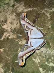 Epiphora albidus