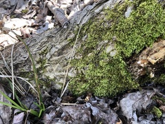 Brachytheciastrum velutinum