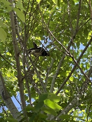 Spodiopsar cineraceus