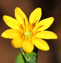 Blackstonia perfoliata