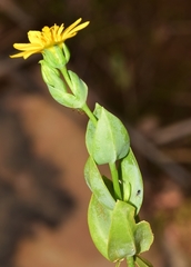 Blackstonia perfoliata