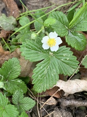 Potentilla sterilis