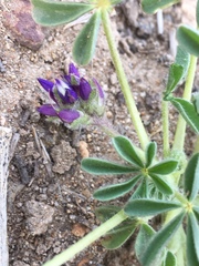 Lupinus brevicaulis