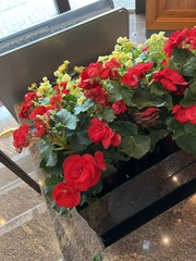 Begonia coccinea