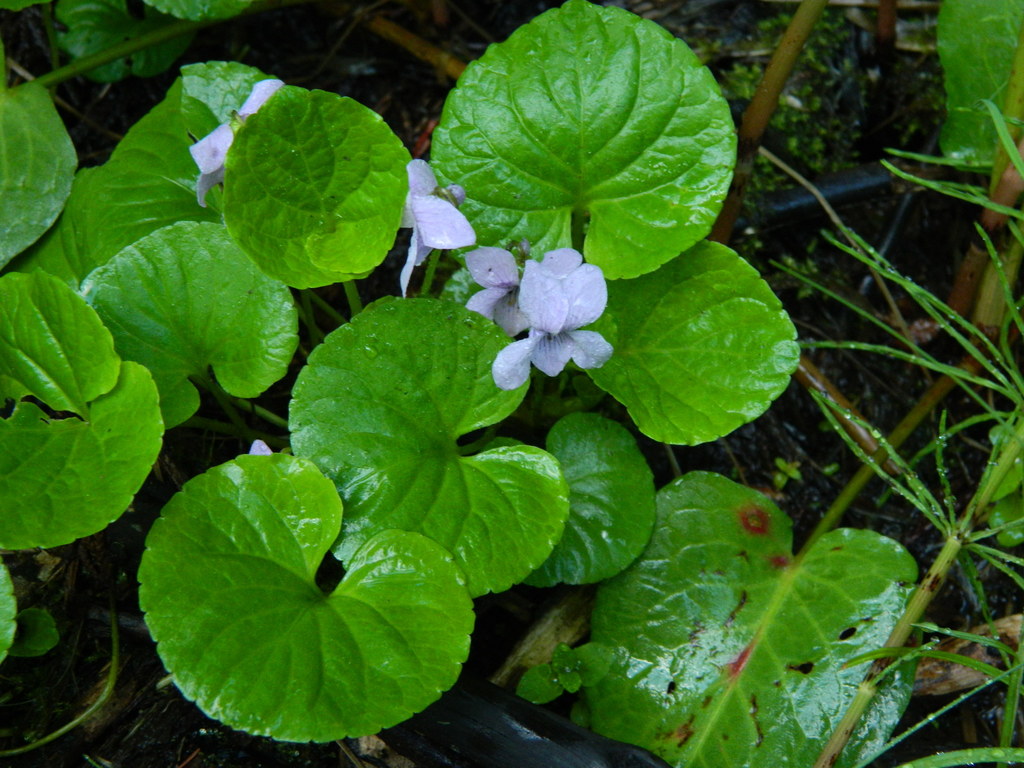 Marsh violet