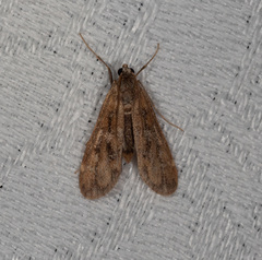 Hygraula nitens