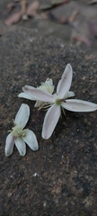 Clematis crassifolia