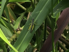 Acrididae