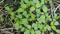 Impatiens parviflora