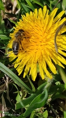 Apis mellifera