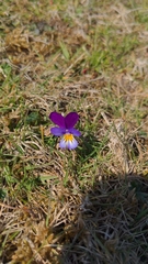 Viola tricolor
