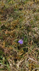 Viola tricolor