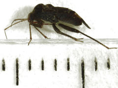 Wekamiris auropilosus
