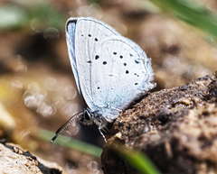 Celastrina argiolus
