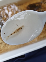 Paratya curvirostris