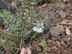 Lapeirousia pyramidalis pyramidalis
