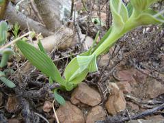 Lapeirousia pyramidalis pyramidalis