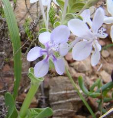Lapeirousia pyramidalis pyramidalis