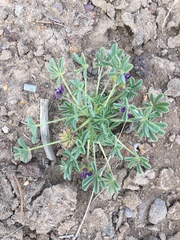 Lupinus brevicaulis